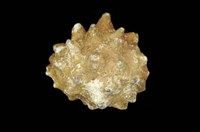 藏品(紫口岩螺)的圖片